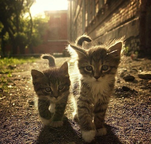 Два котёнка гуляют по улице