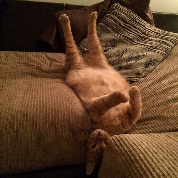 Котик провалился в диване