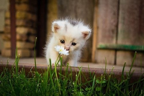 Котёнок нюхает цветочек