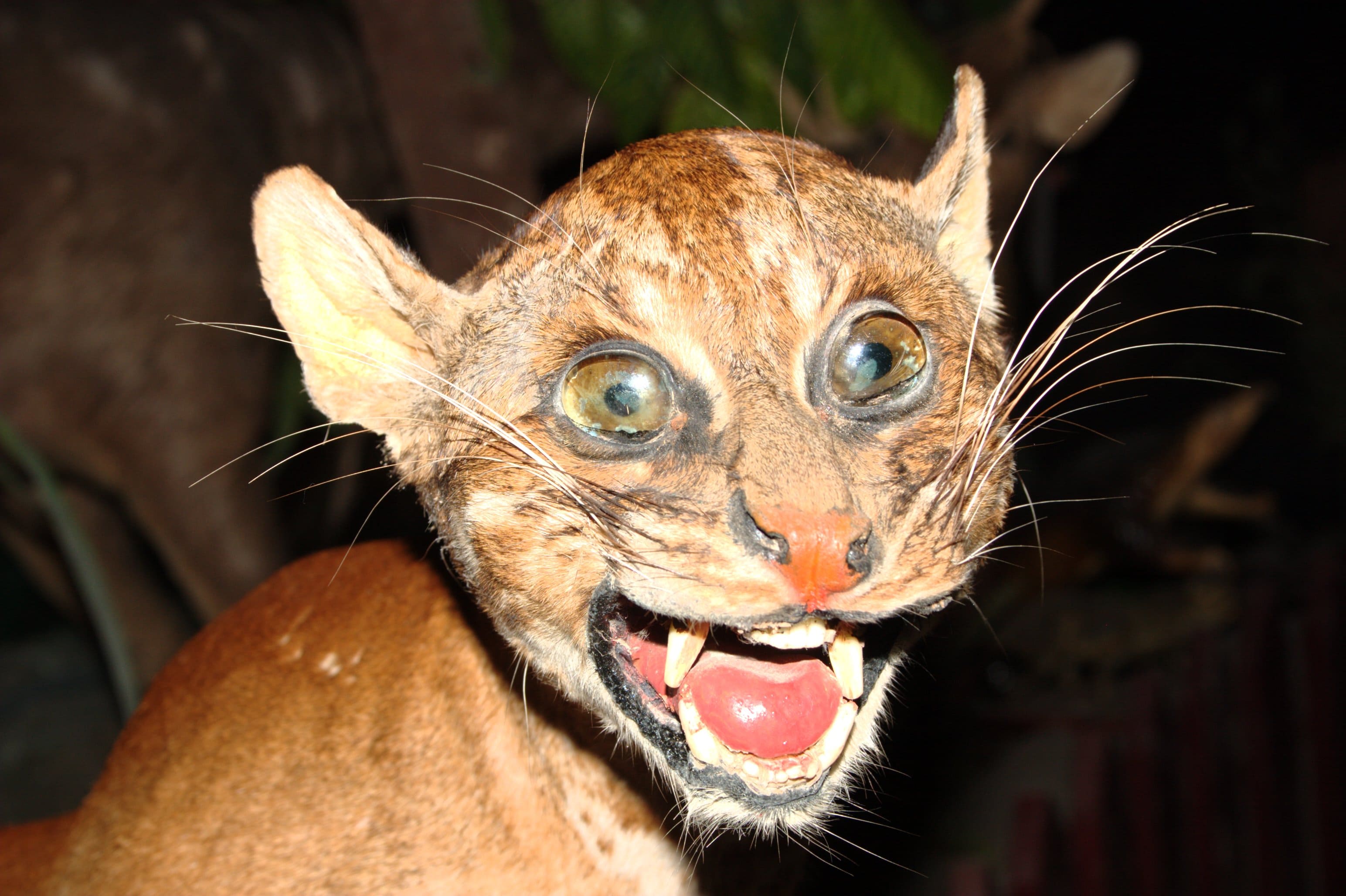 Борнеоская кошка