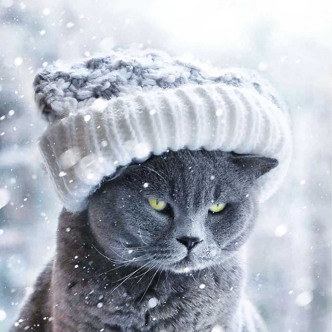 Кошка в шапке плохая погода