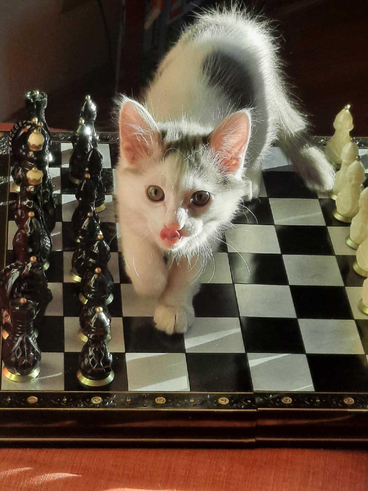 Классная игра - шахматы, всегда выигрываю