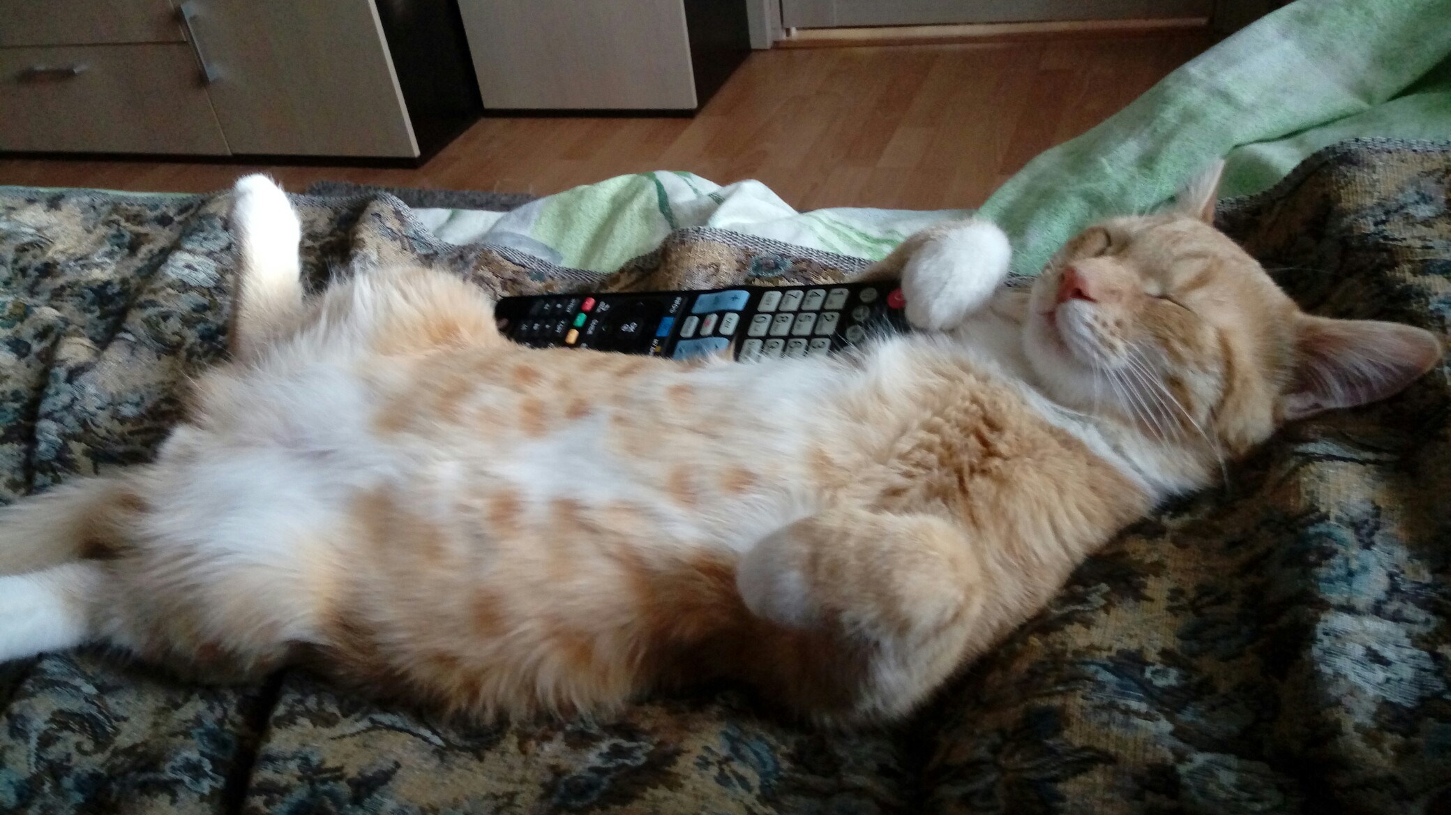Спящий кот с пультом от телевизора