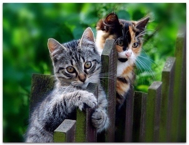 Котята и на заборе