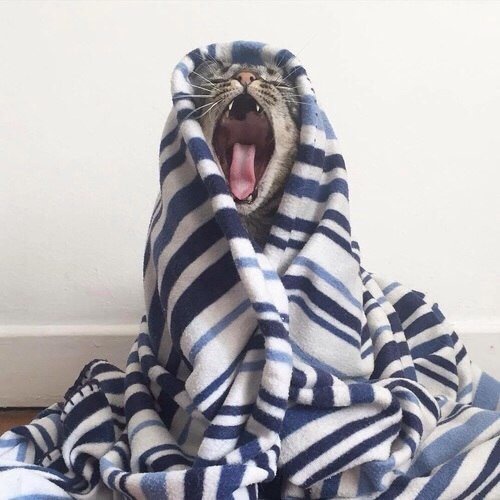 Котик зевает в одеяле