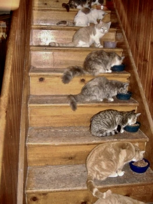 Кошки едят на лестнице