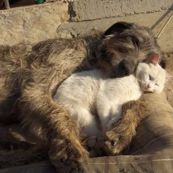Пёс и кот спят
