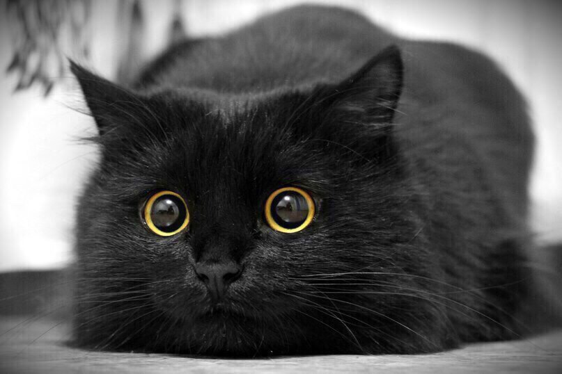 Чёрный котик внимательно смотрит