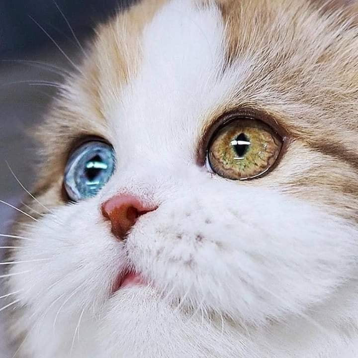 Мордочка котёнка с разноцветными глазами