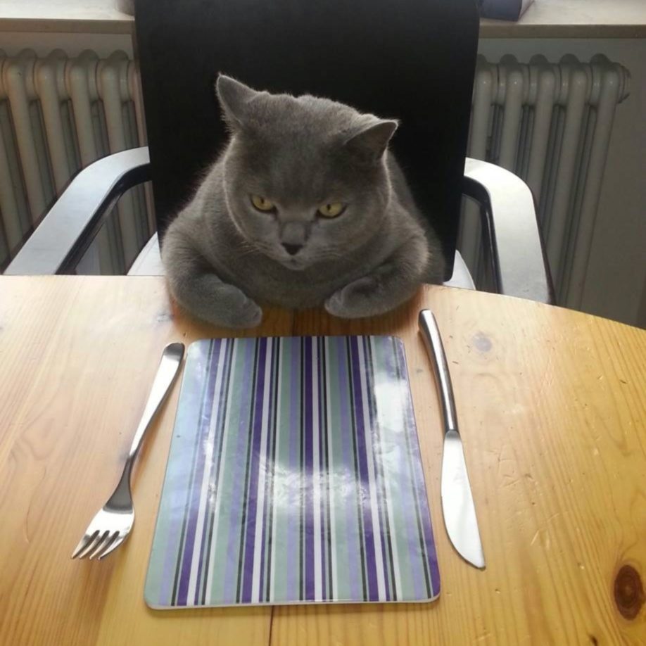 Дымчатая кошка ждёт обед
