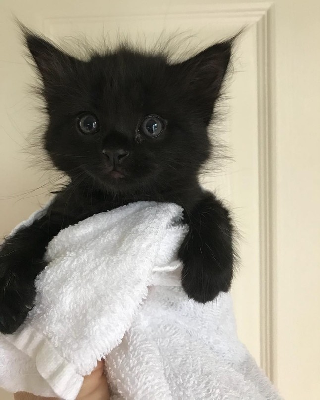 Чёрненький котёнок в полотенце