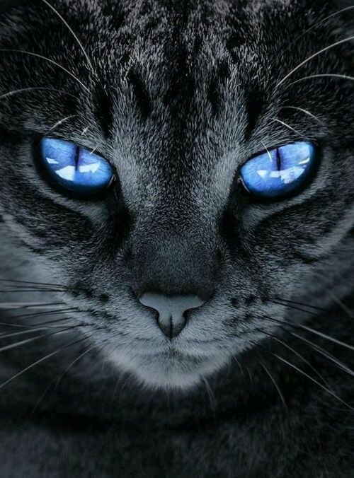 Серая красотка с голубыми глазами