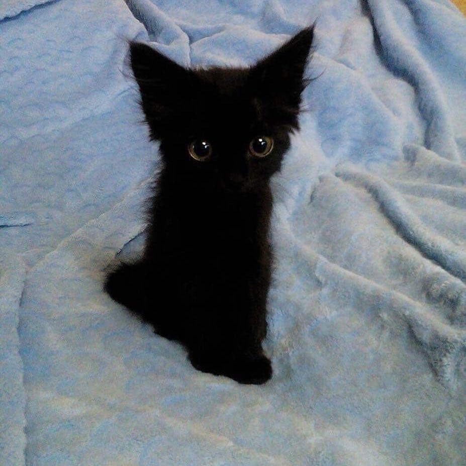 Чёрненький котёнок сидит на пледе