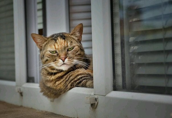 Полосатый кот в окне