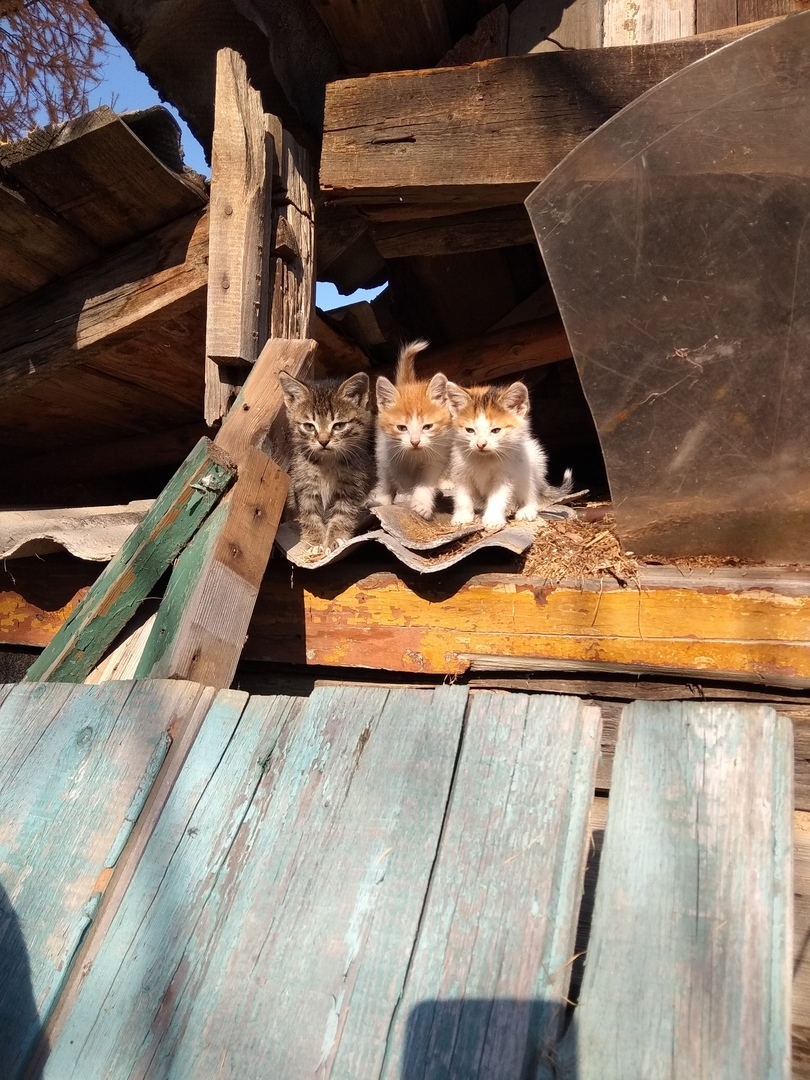 Три котёнка на чердаке