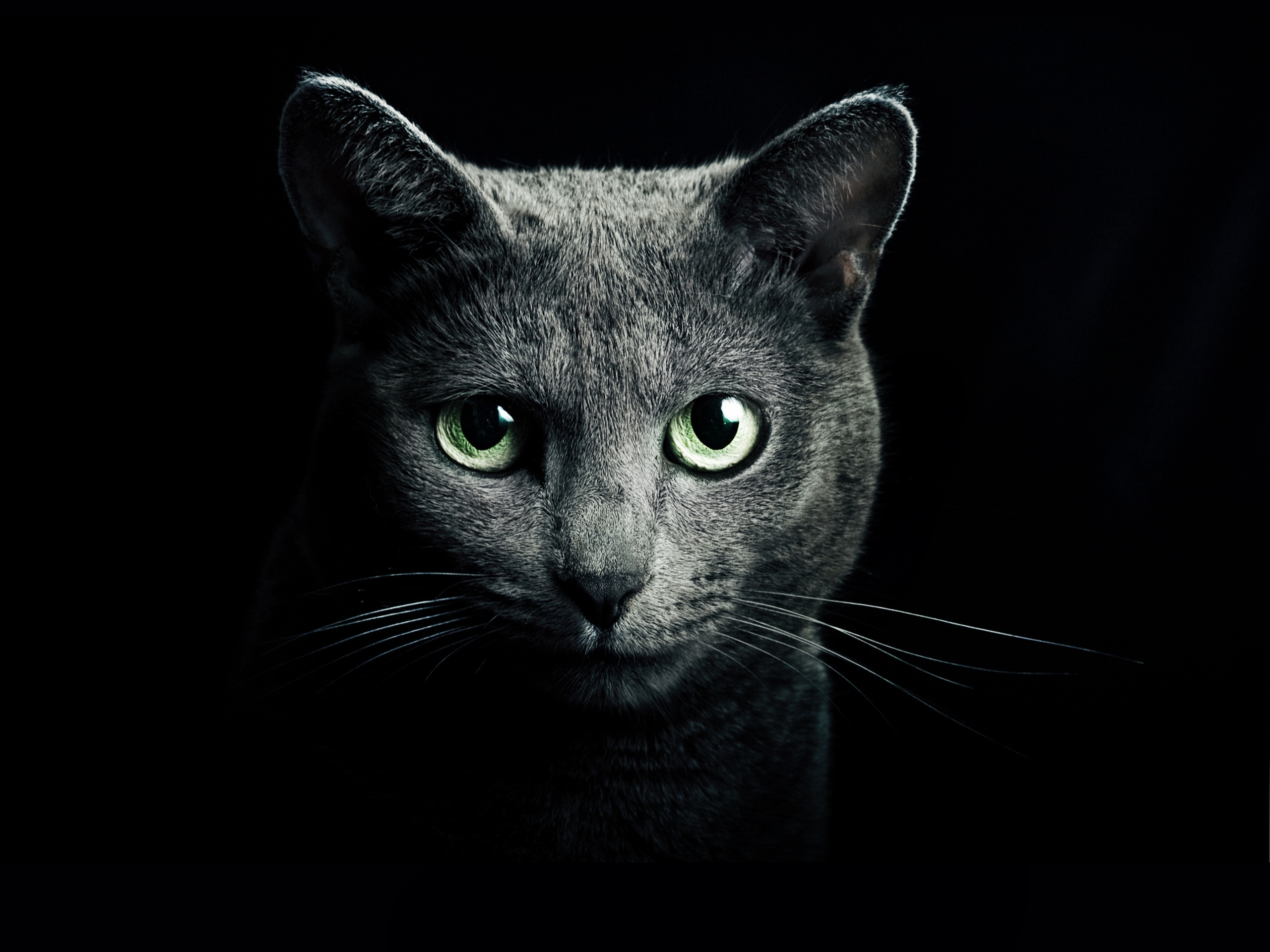 Дымчатый кот с зелёными глазами