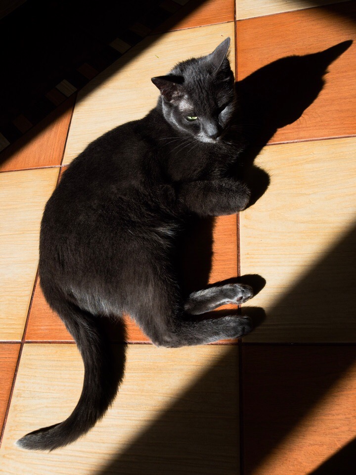 Кошечка греется на солнышке