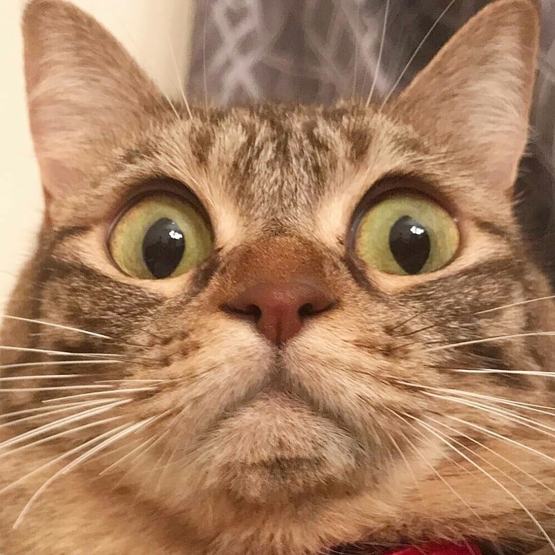 Кот с выпученными глазами
