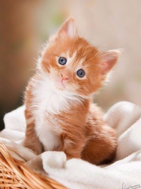 Рыжий котёнок с серыми глазами