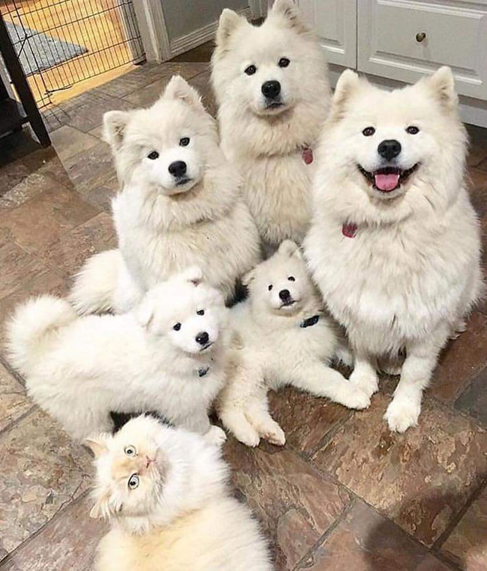 Семейство собак с котом