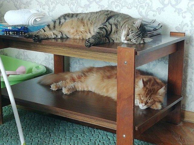 Кошки спят на столе