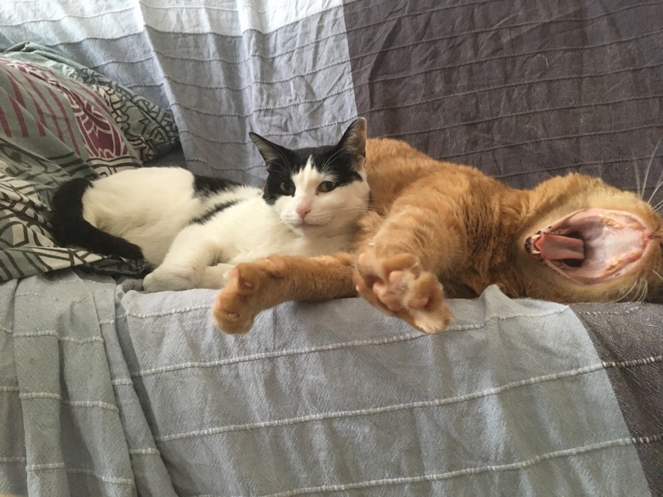 Два котика проснулись