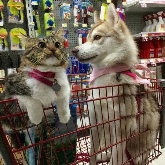 Кот и пёс в магазине