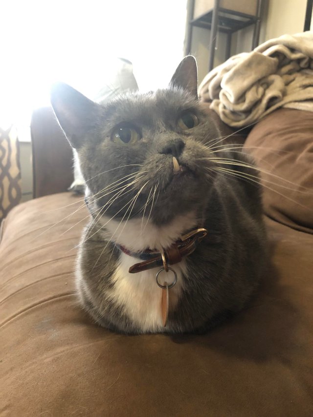 Серый кот с зубом