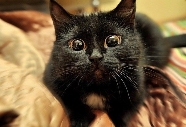Чёрный котик с выпученными глазками