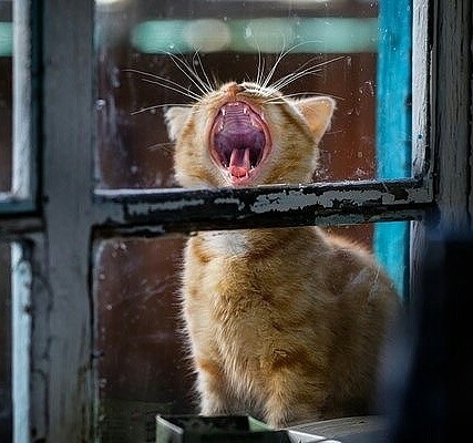 Рыжий котик зевает в форточку
