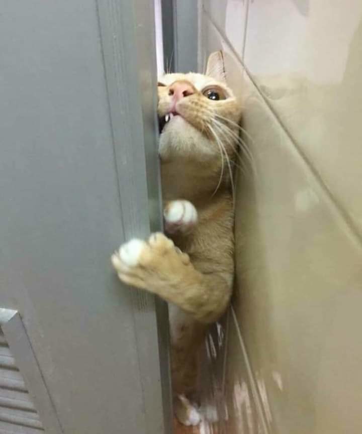 Кот пролазиет в дверь