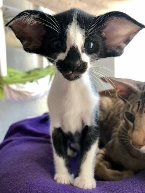 Чёрнобелая кошечка с большими ушами