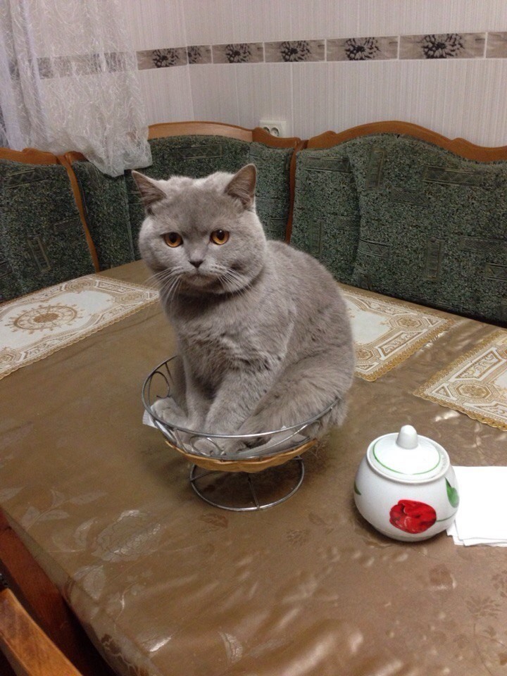 Дымчатая кошка в сухарнице