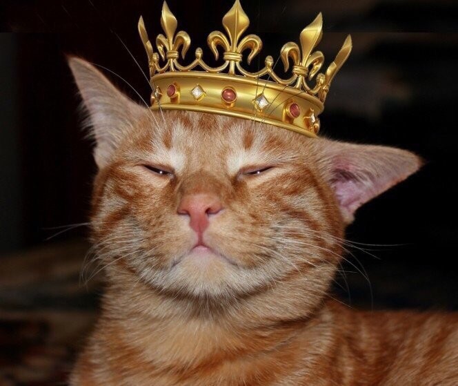Рыжий котяра в короне