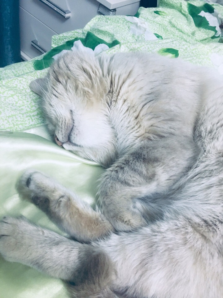 Серенький котейка спит