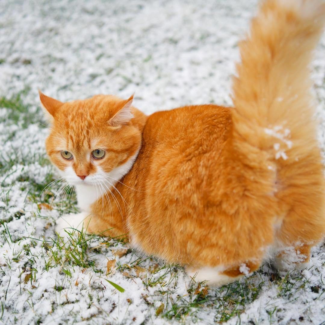 Рыжий котик на прогулке