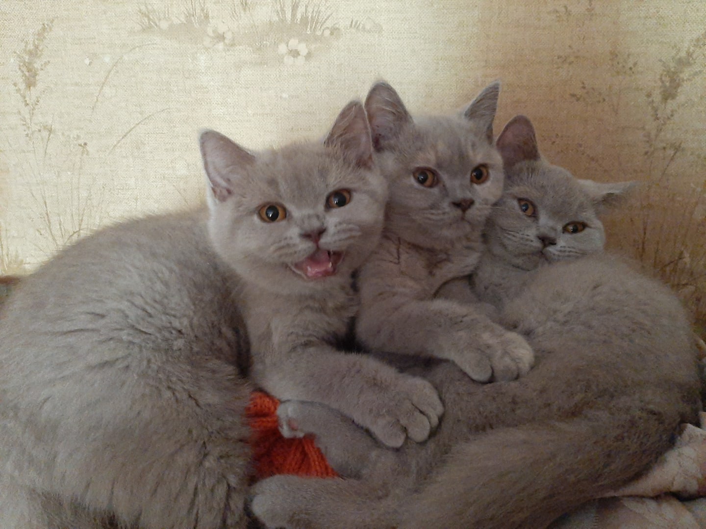 Три котёнка - это клад, кто получит - будет рад