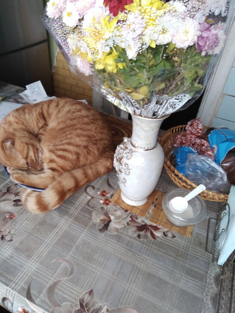 Фирменное блюдо дня - кот Рыжик
