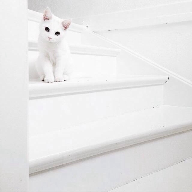 Попробуй увидеть белого котёнка на белой лестнице
