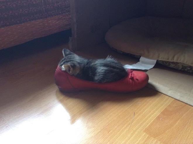 Принцесса нашла свою туфельку