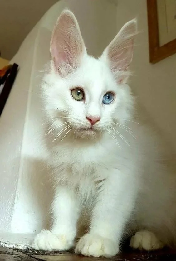 Белая кошечка с разноцветными глазами