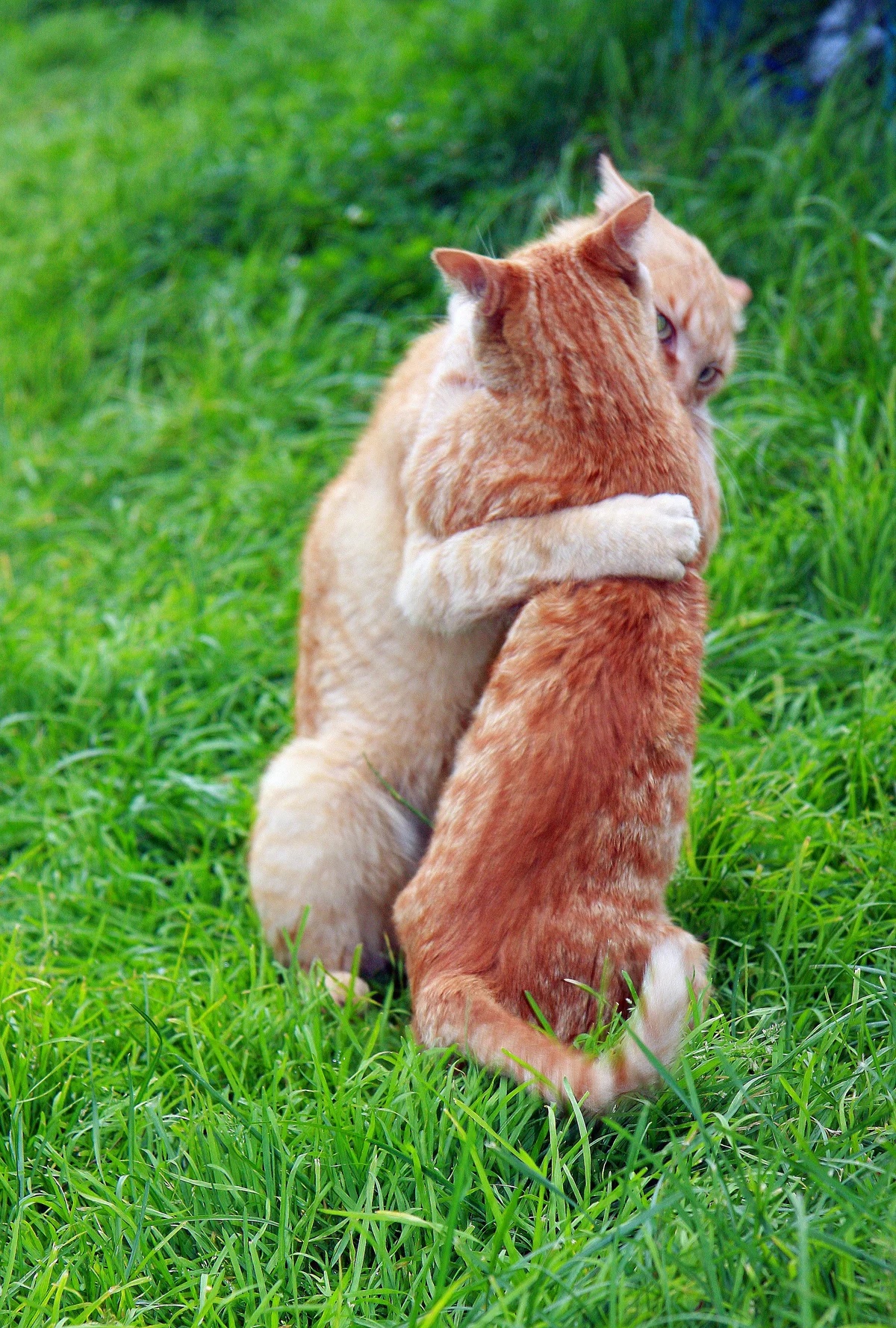 Рыжие котики обнимаются