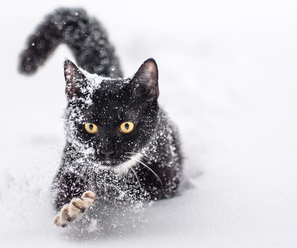 Чёрный котик бежит по снегу