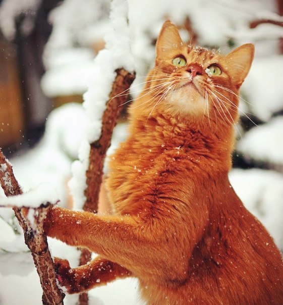 Рыжий котик и снег