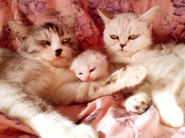 Папа, мама и котёнок