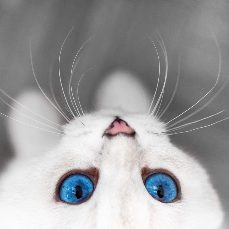 Белая кошечка с синими глазами