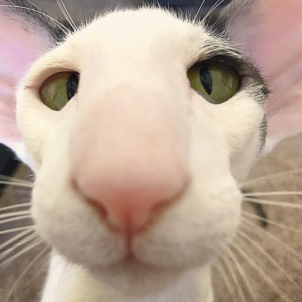 Котик с зелёными глазами и большим носом