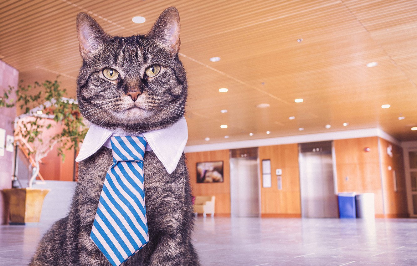 Серый кот в галстуке