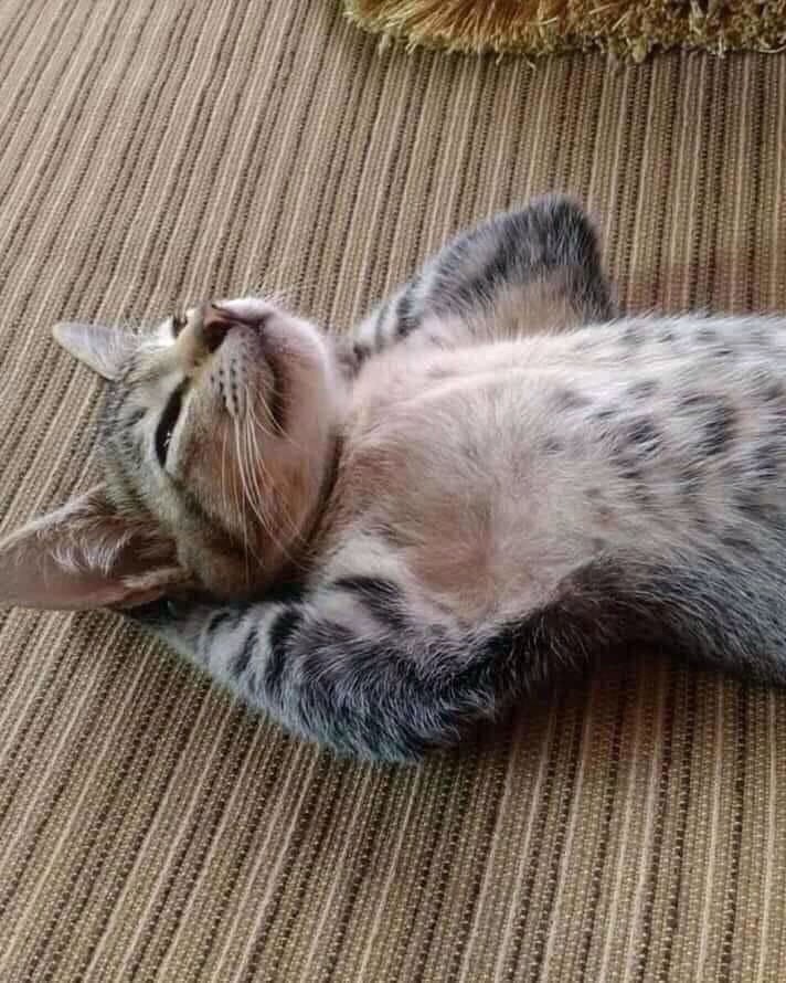 Котик на ковре
