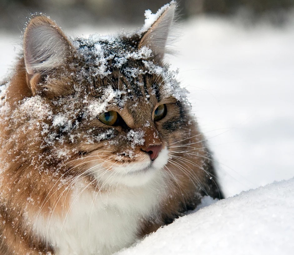 Котик лежит в снежку